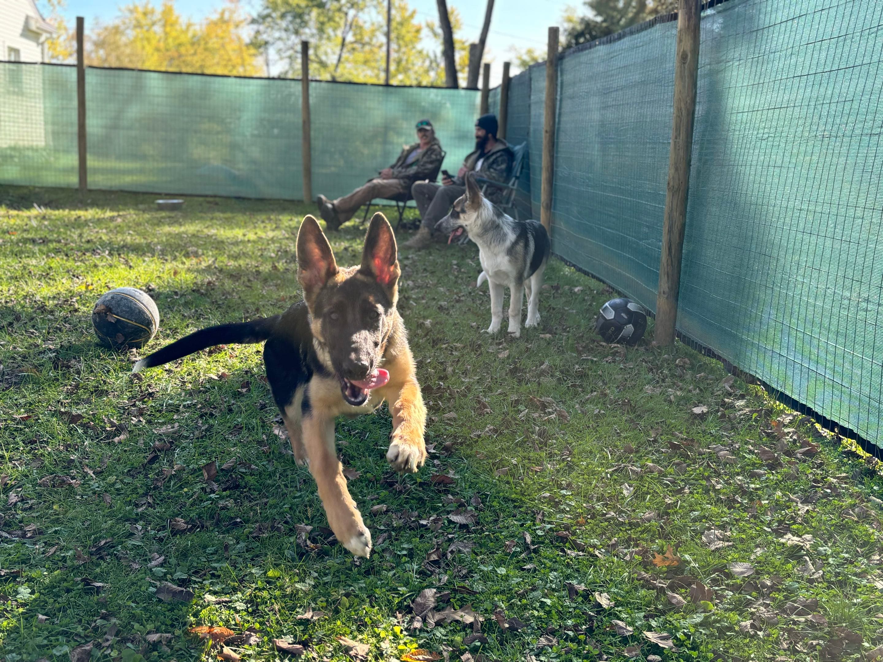 Young German Shepherd Ollie during puppy socialization and confidence training at Patriot K9 Command.