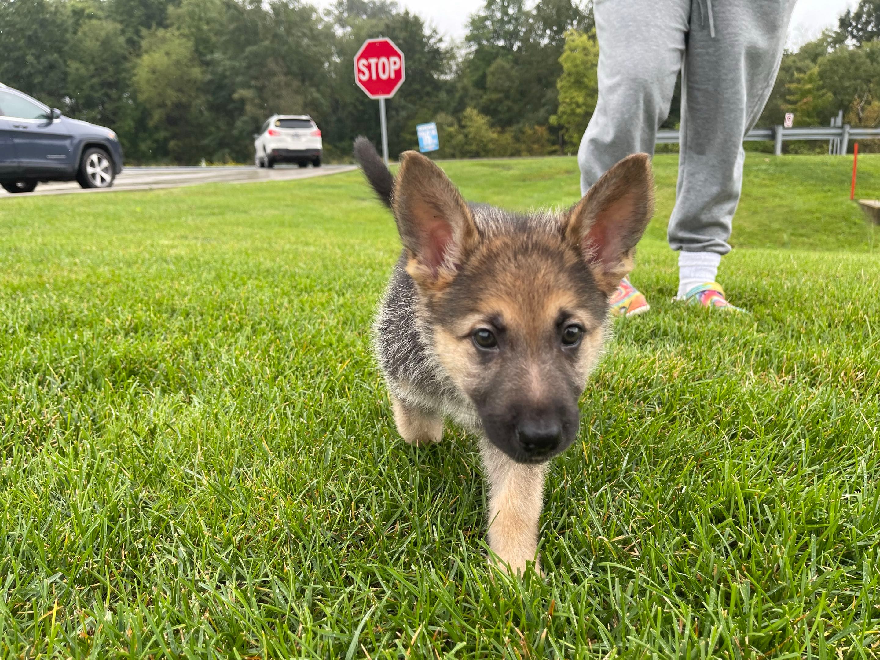 German Shepherd puppy beginning early socialization with Patriot K9 Command.