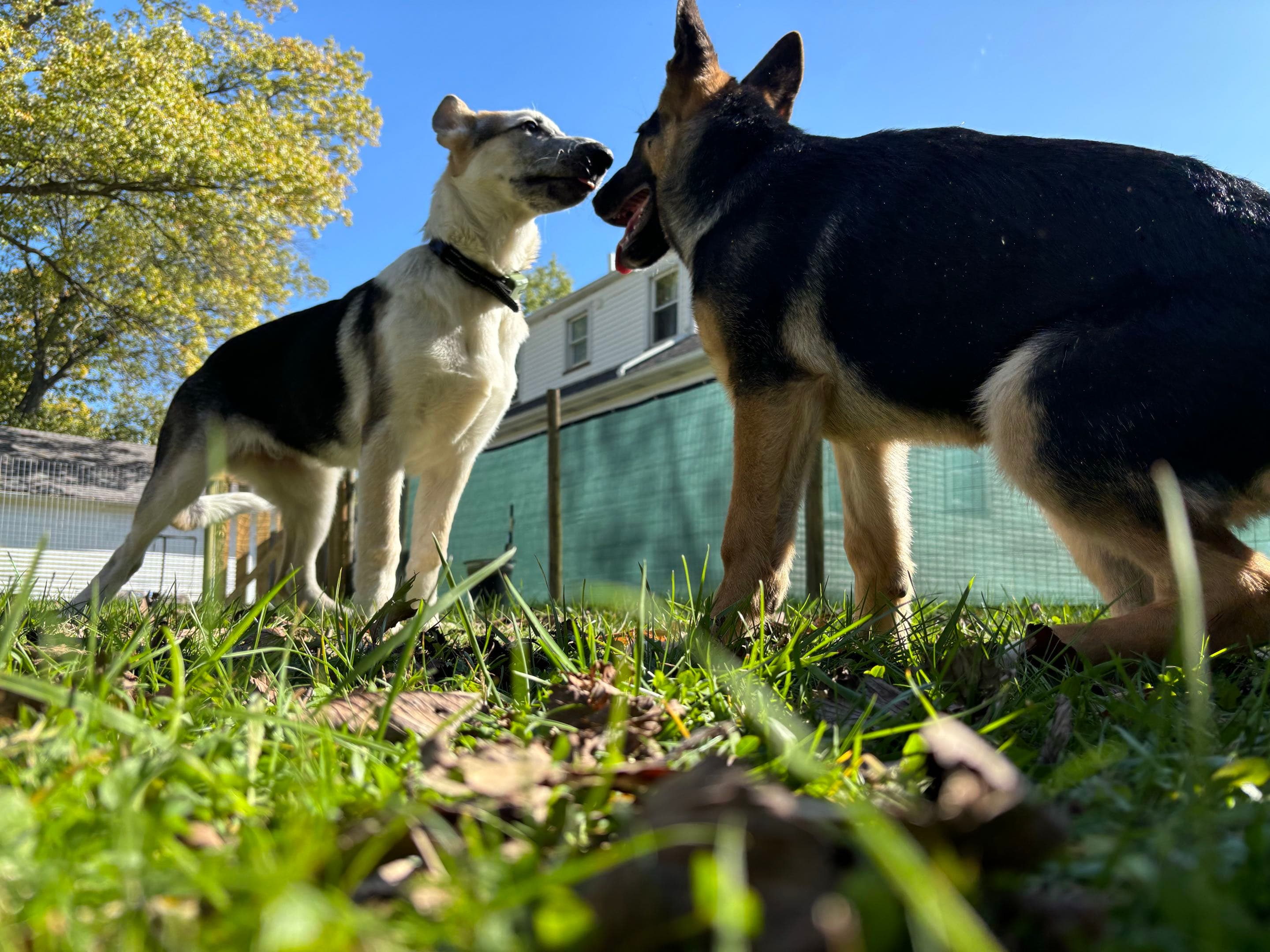 Young German Shepherd Ollie interacting with another dog during early development at Patriot K9 Command.