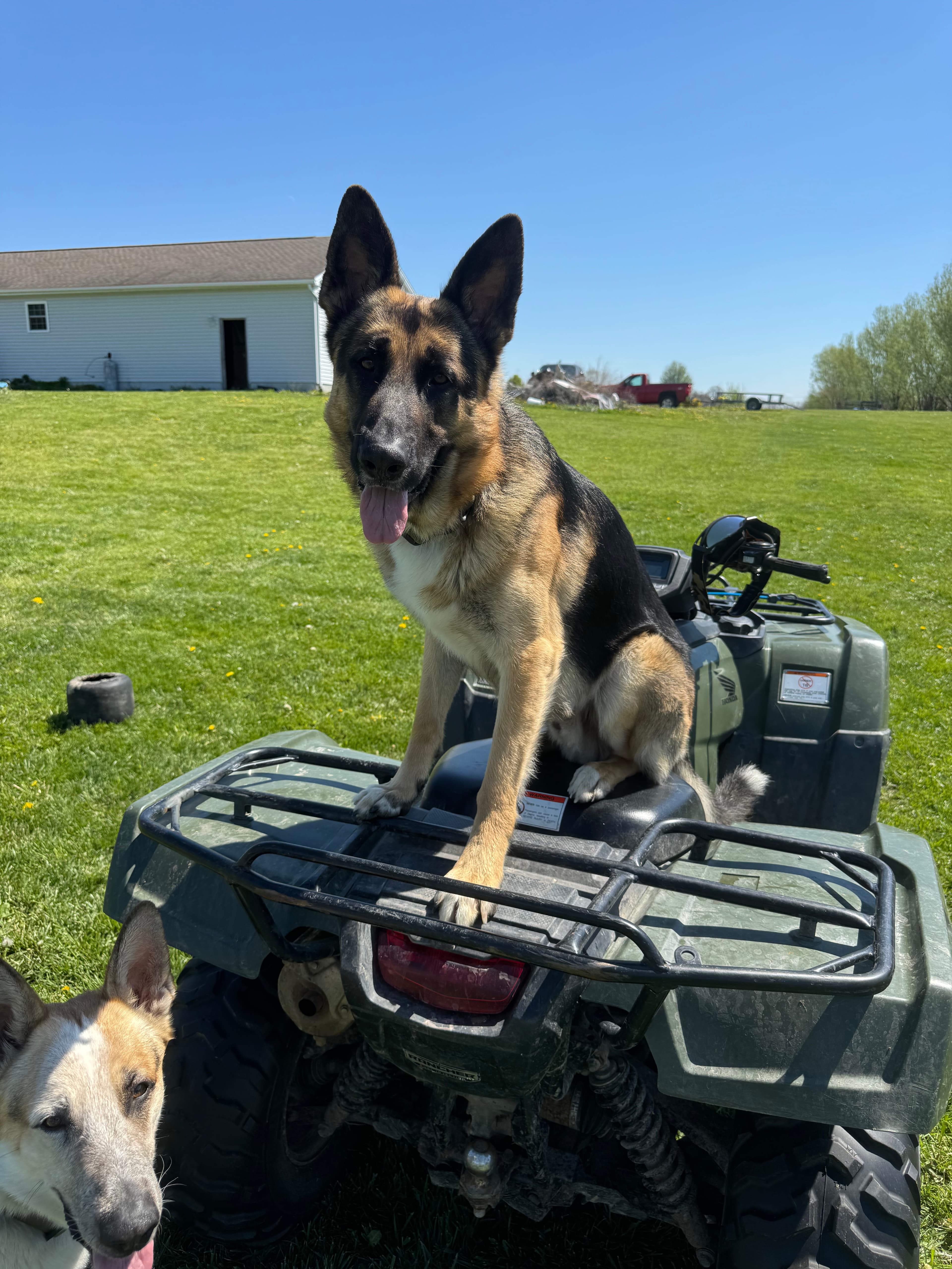 Ollie Major, German Shepherd sire and service dog at Patriot K9 Command.