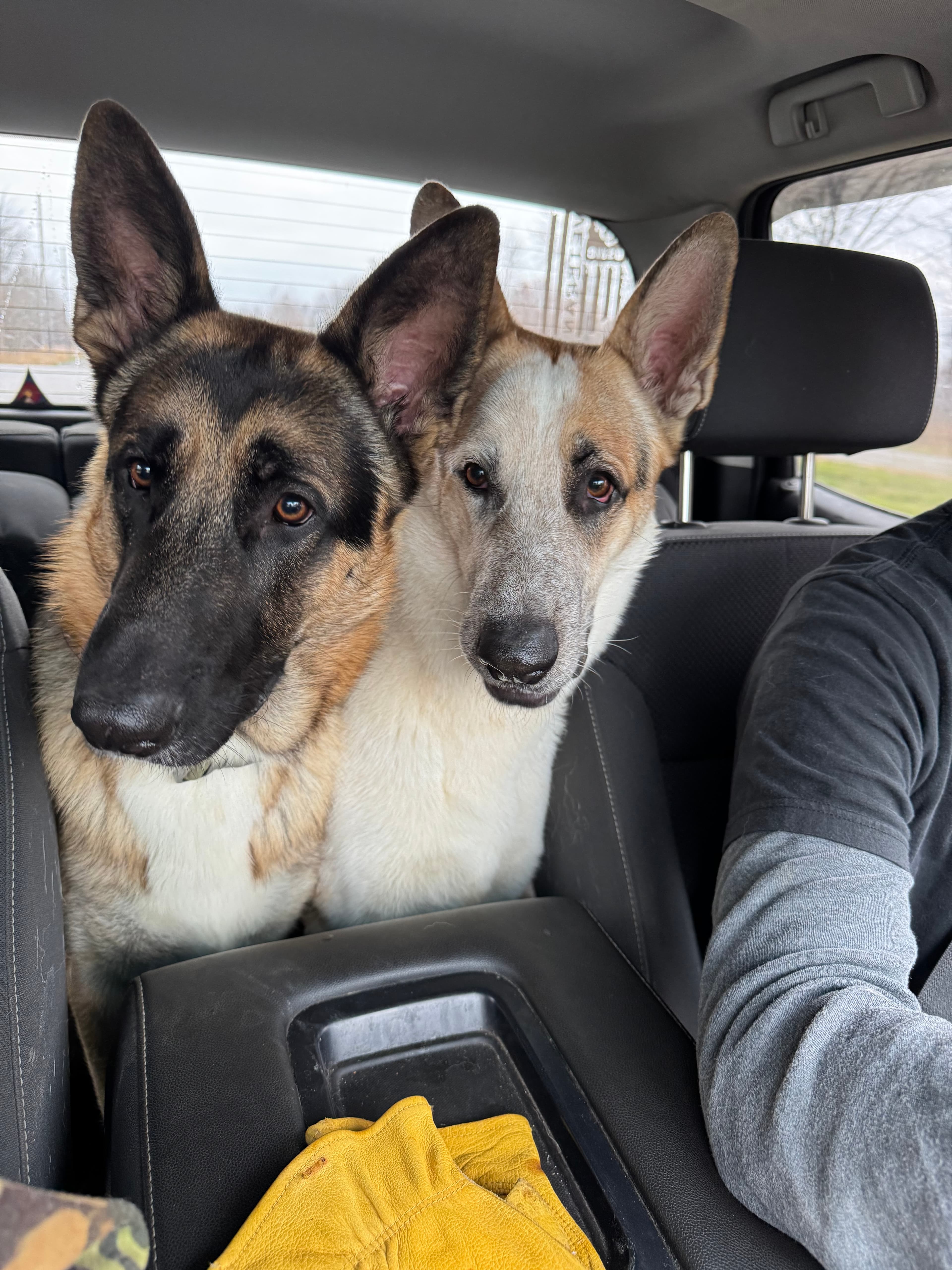 Ollie Major with Max, another trained service dog.
