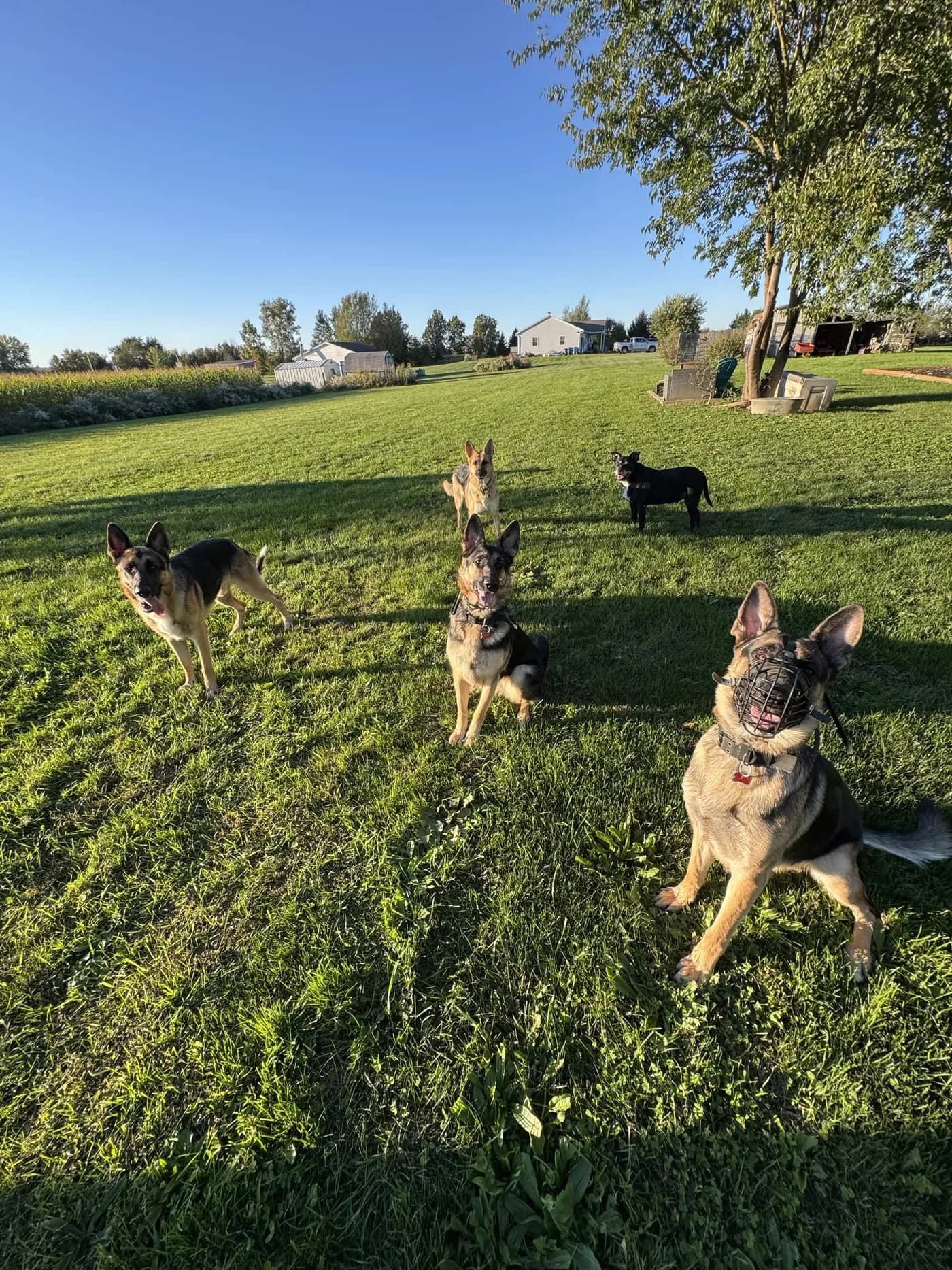 A group of dogs sitting attentively in the spacious rural yard at Patriot K9 Command.