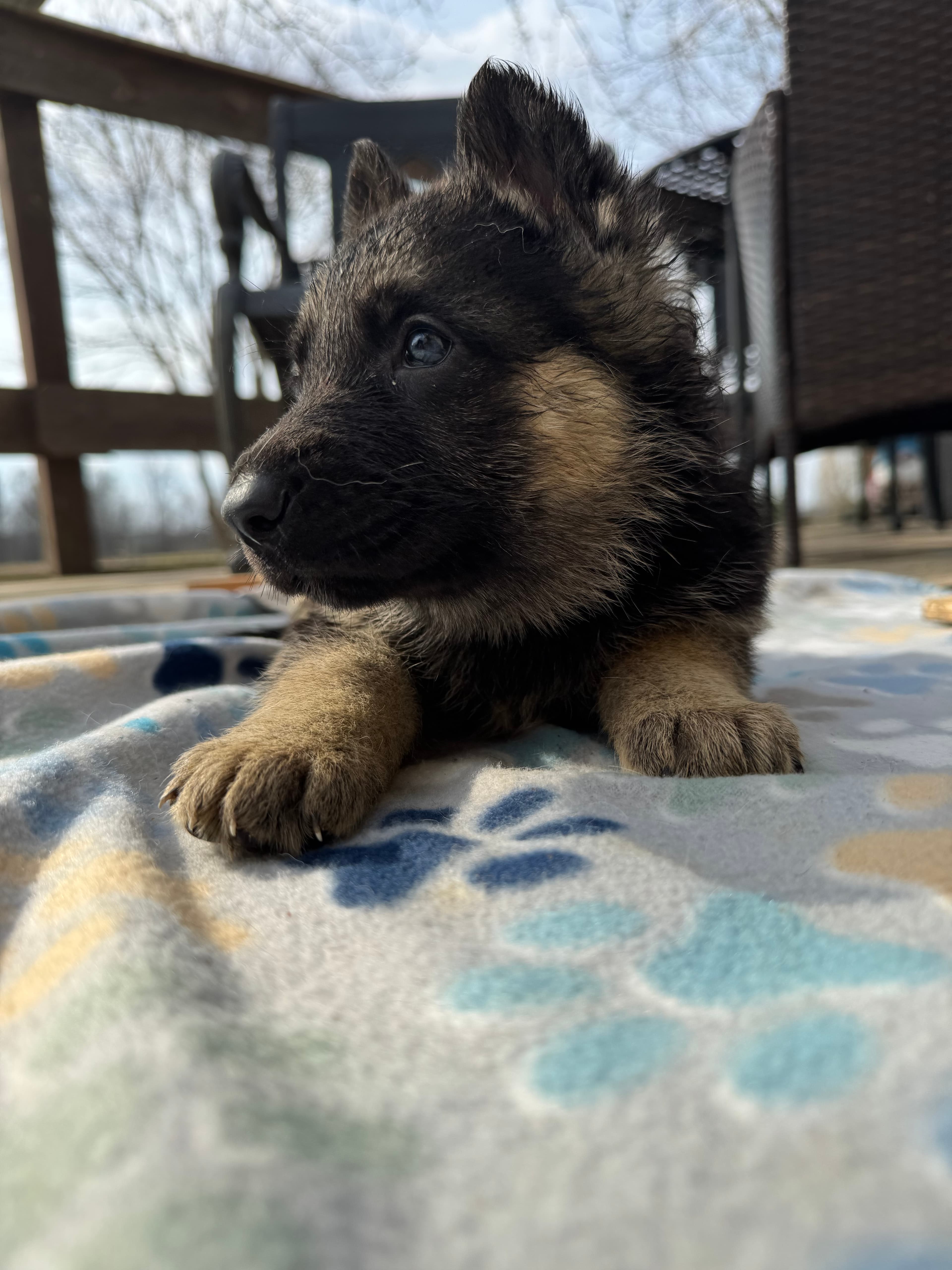 Close-up portrait of a young black and tan German Shepherd puppy outdoors.