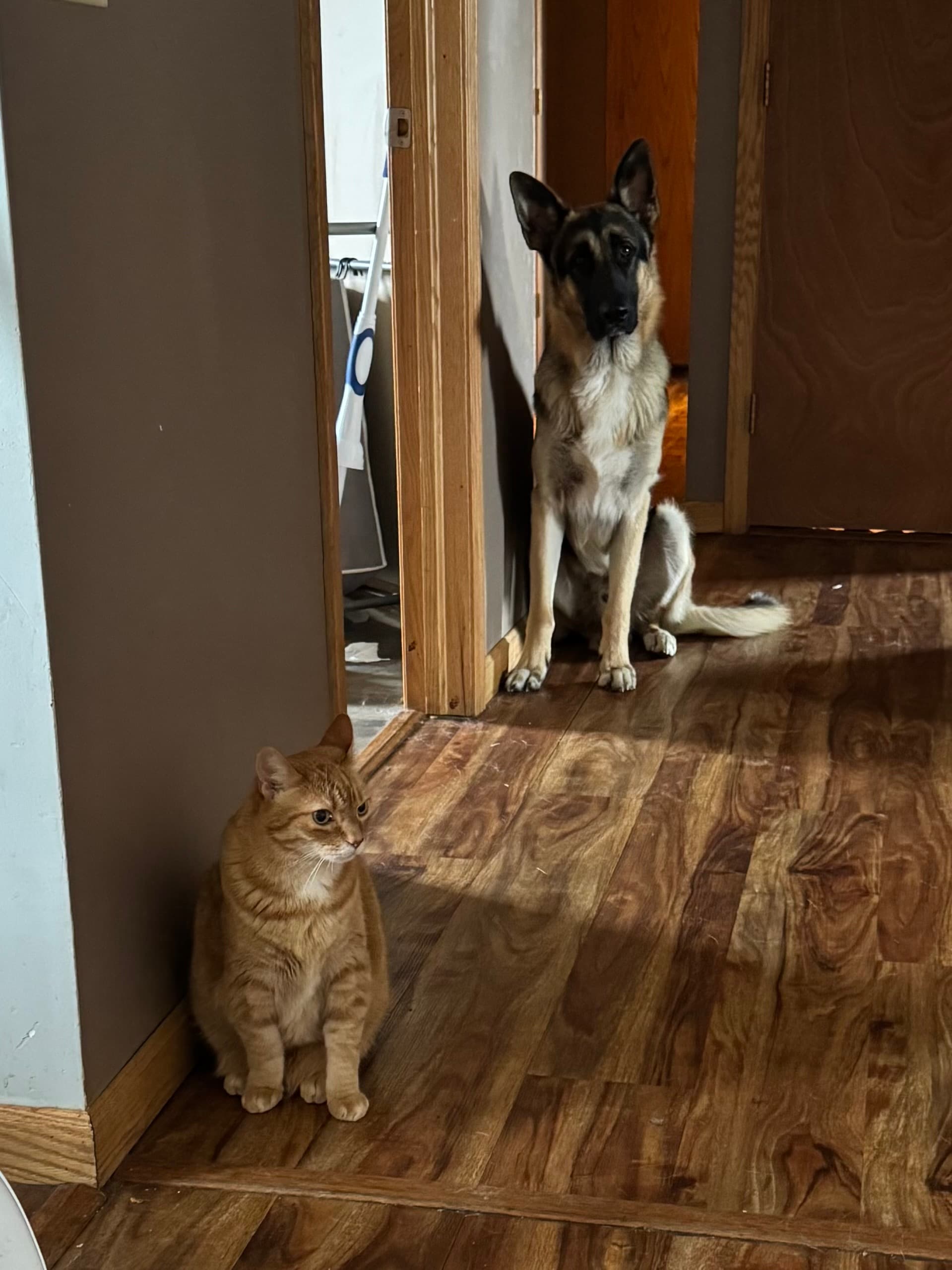 German Shepherd sitting calmly in the same indoor space as a household cat.