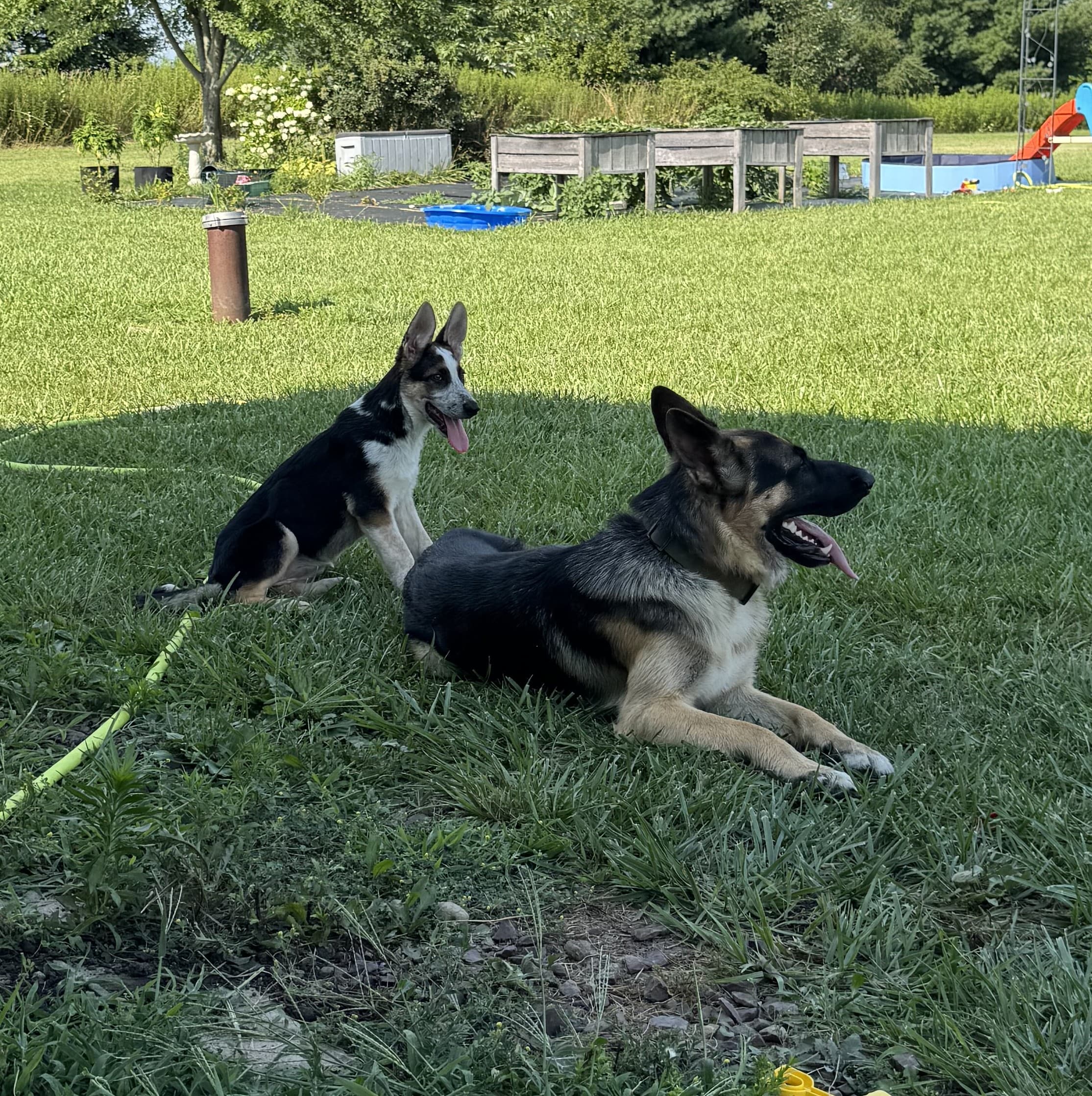 Two German Shepherds calmly holding obedience positions outdoors.