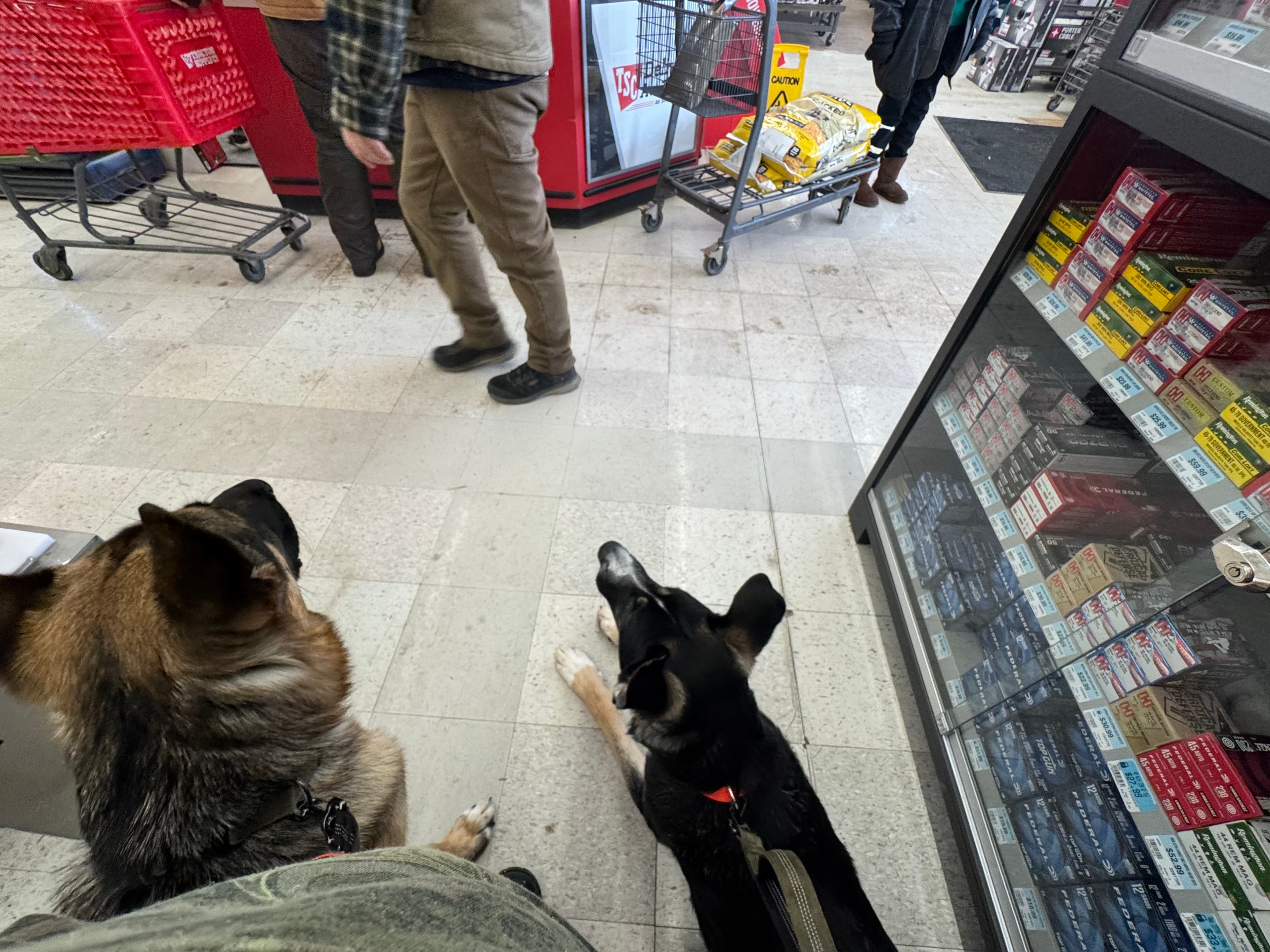 Two German Shepherds calmly holding a down-stay inside a busy public store.