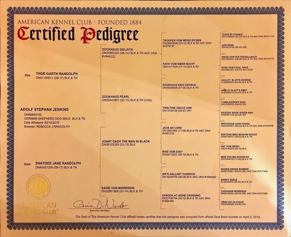 AKC Certified Pedigree for Adolf Stephan Jenkins.