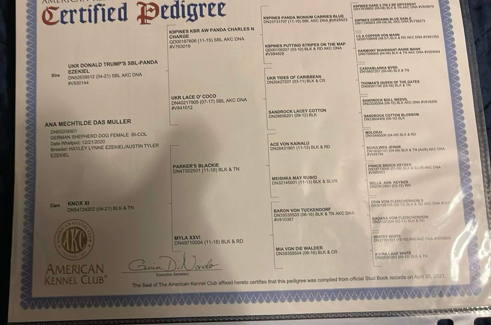 AKC Certified Pedigree for Ana Mechtilde Das Muller.