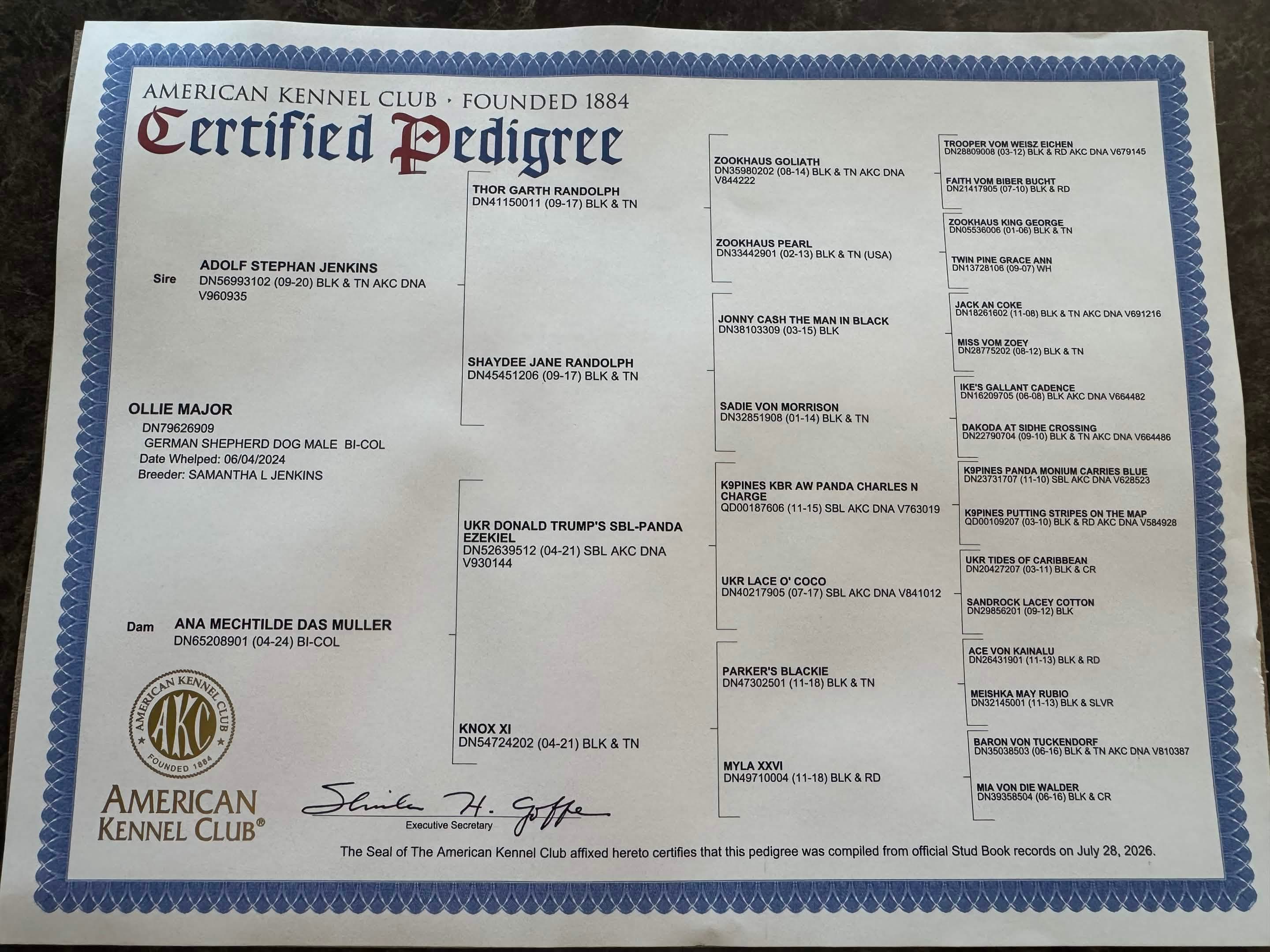 AKC Certified Pedigree for Ollie Major.