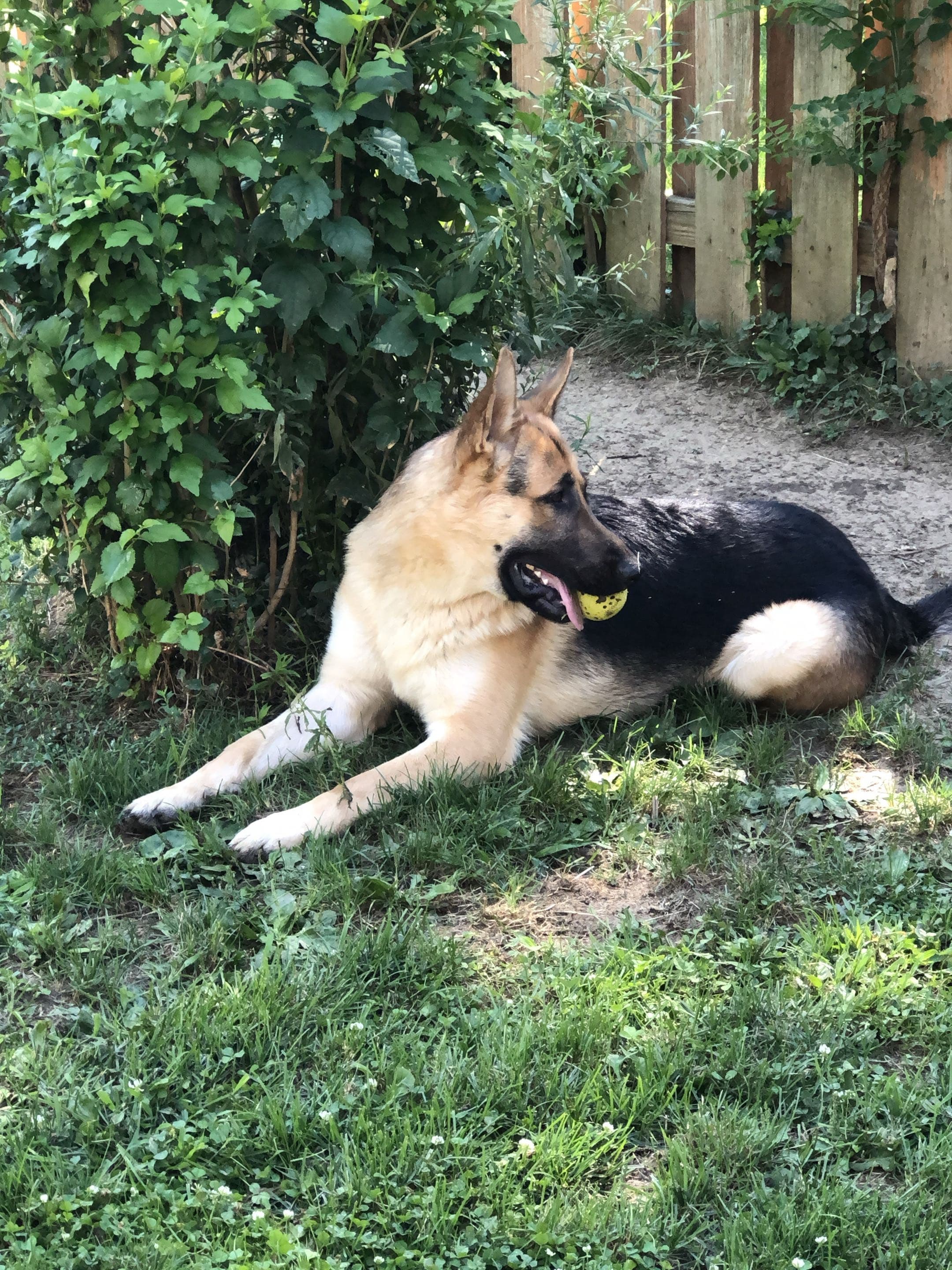 Adolf Stephan Jenkins relaxing with a ball, showing his strong ball drive.