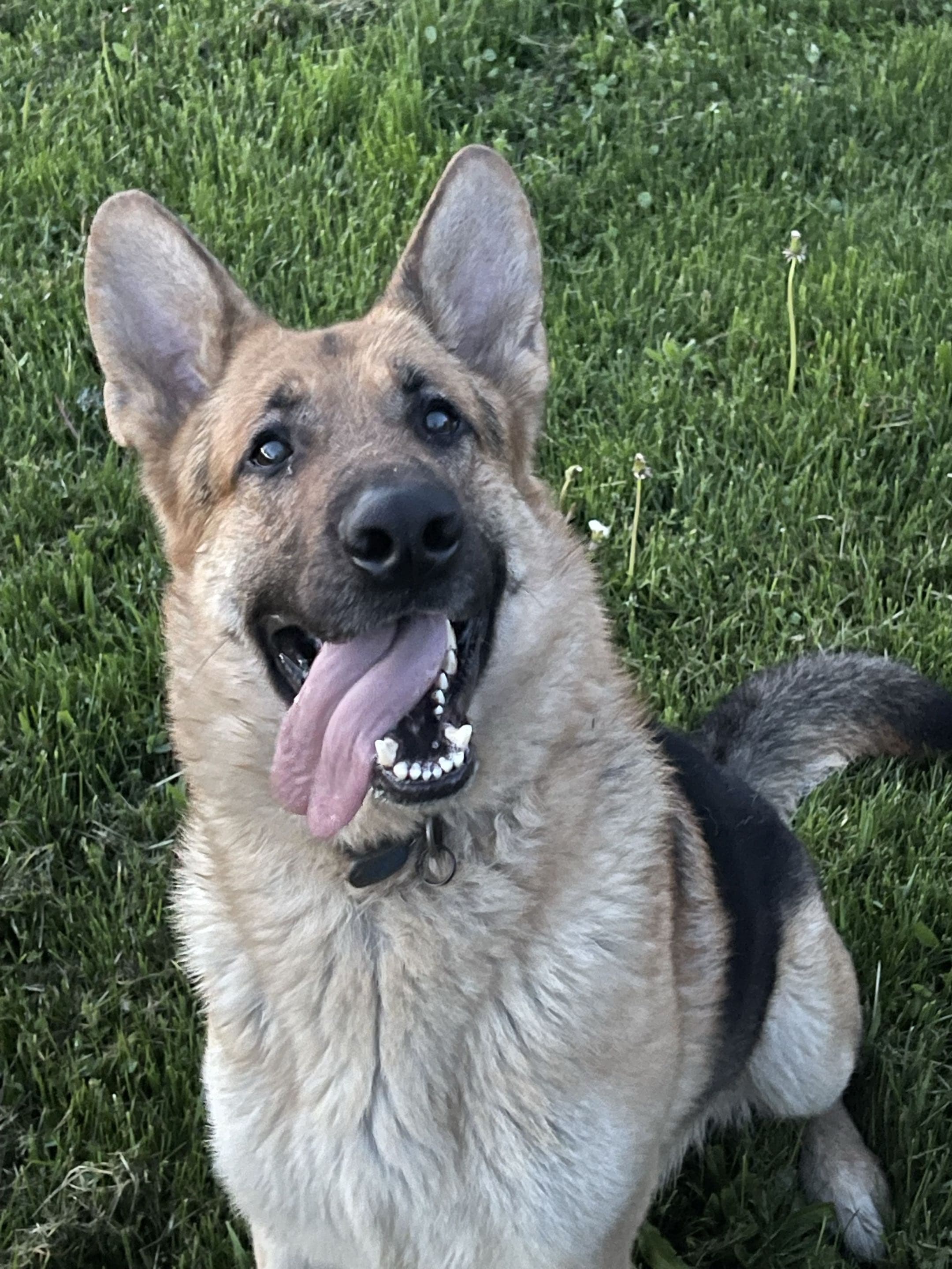 Adolf Stephan Jenkins, black and tan German Shepherd sire at Patriot K9 Command.