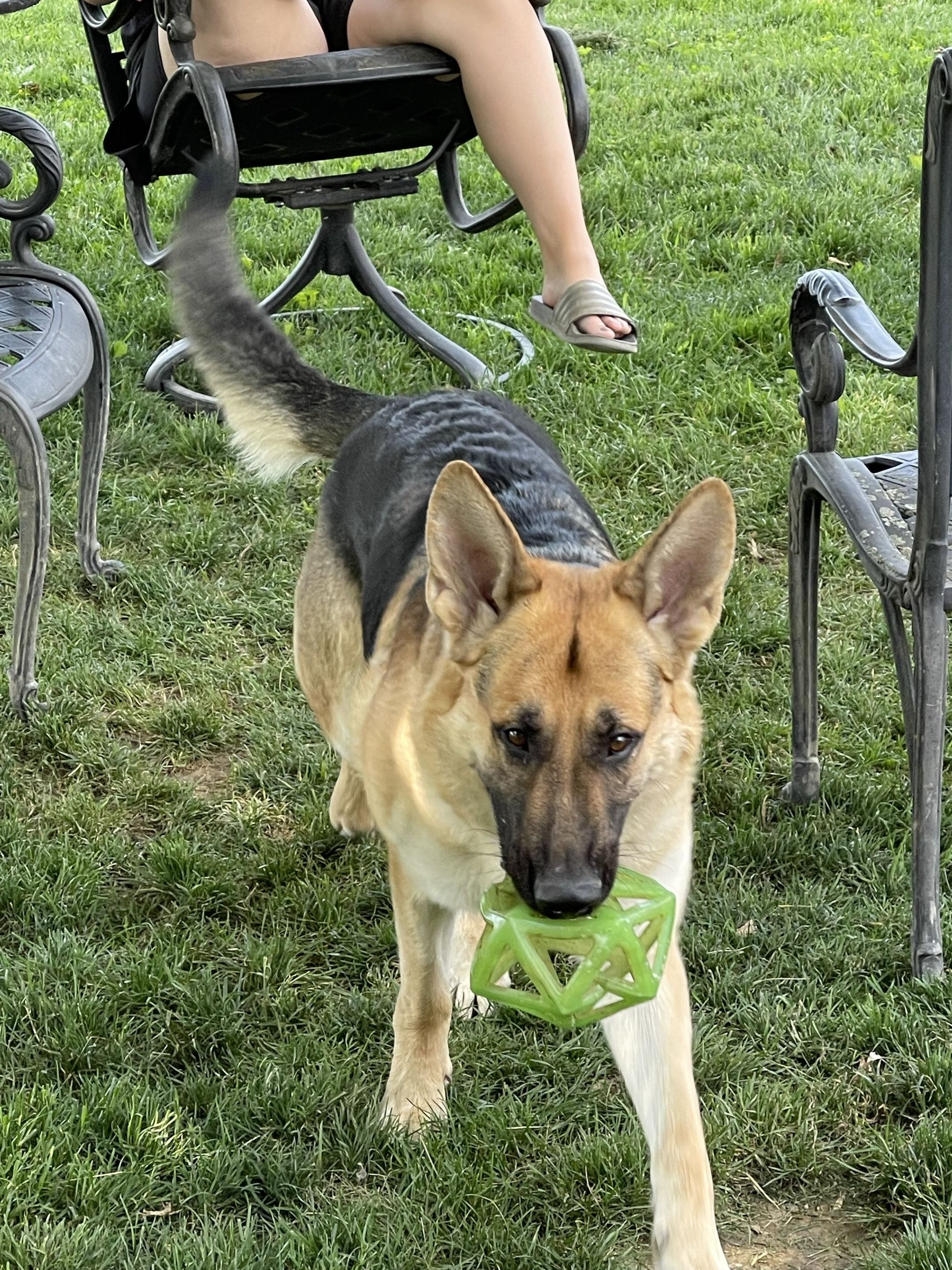 Adolf Stephan Jenkins carrying a training toy, showing his working drive and engagement.