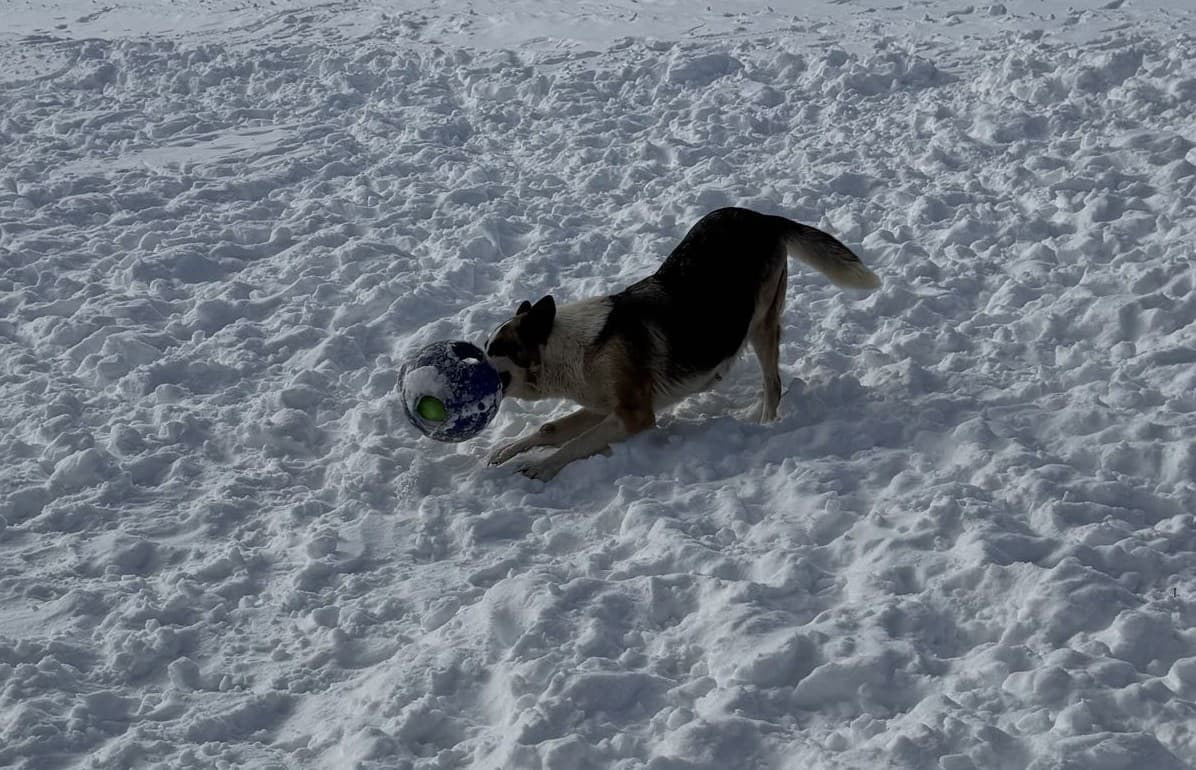 Ana Mechtilde Das Muller playing with a ball in the snow, showing her play and ball drive.
