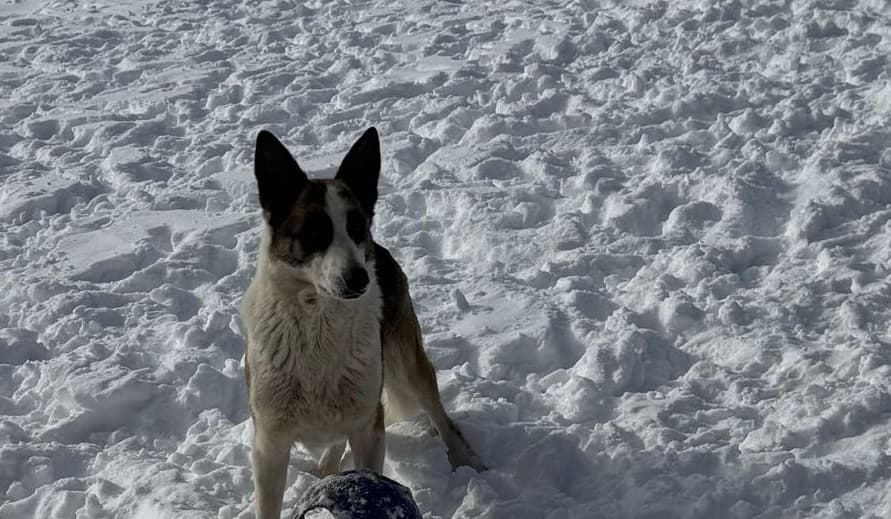 Ana Mechtilde Das Muller standing in the snow, Panda-pattern German Shepherd dam at Patriot K9 Command.