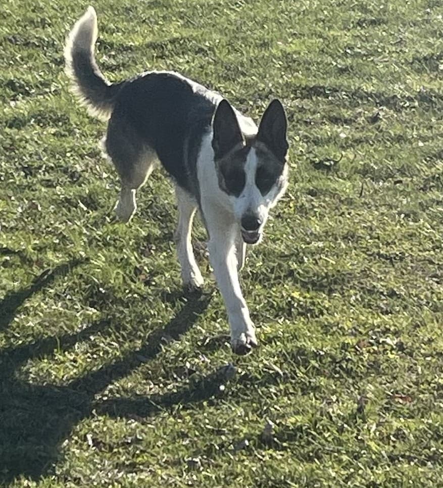 Ana Mechtilde Das Muller moving outdoors at Patriot K9 Command.