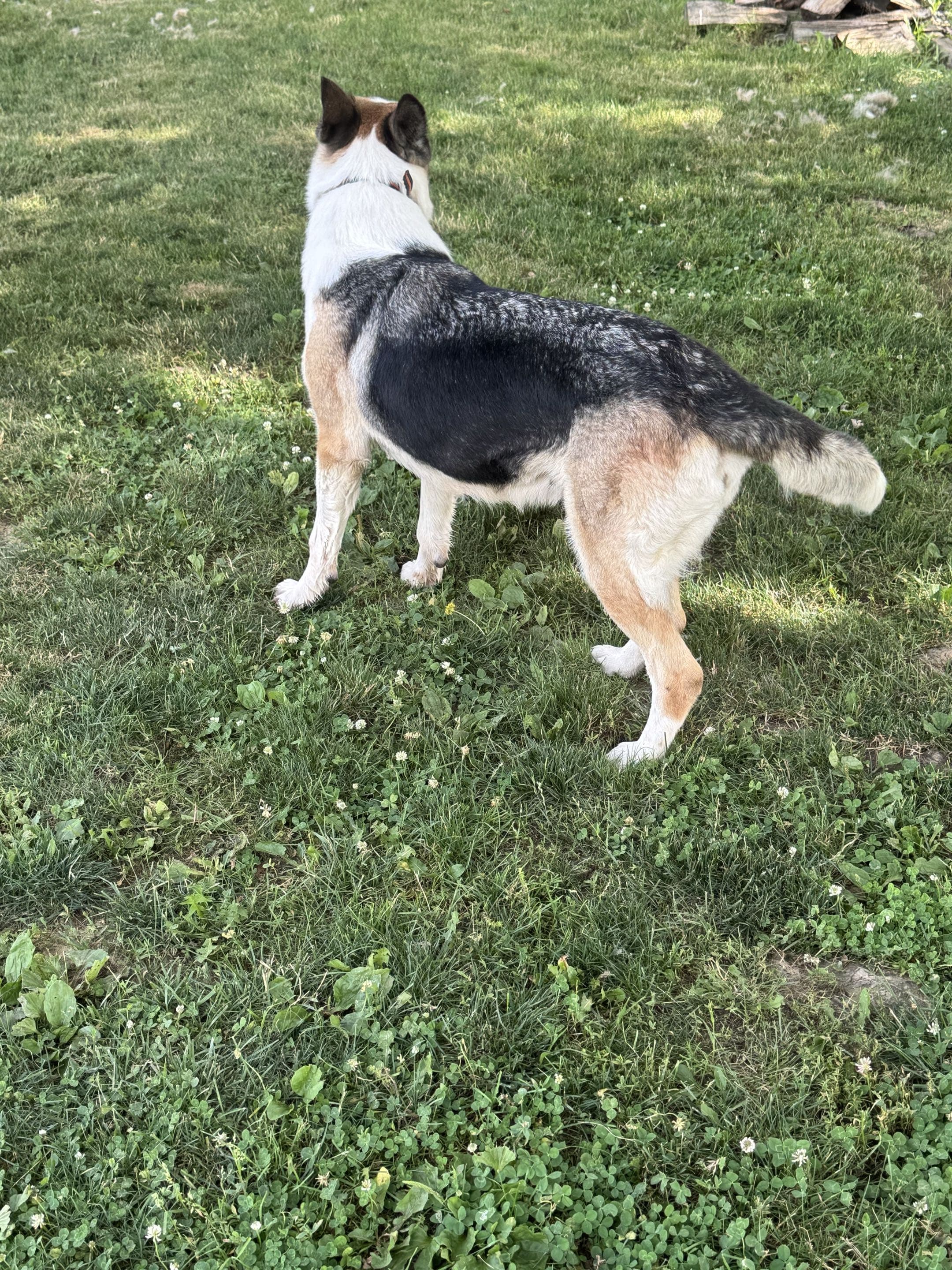 Ana Mechtilde Das Muller standing outdoors, showing her side profile and distinctive coat markings.