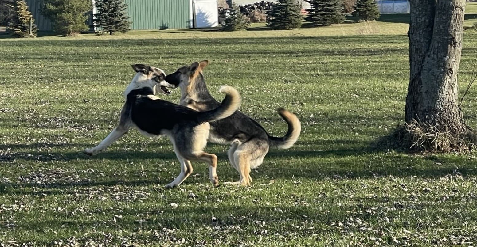 Ana Mechtilde Das Muller playing outdoors with another German Shepherd.