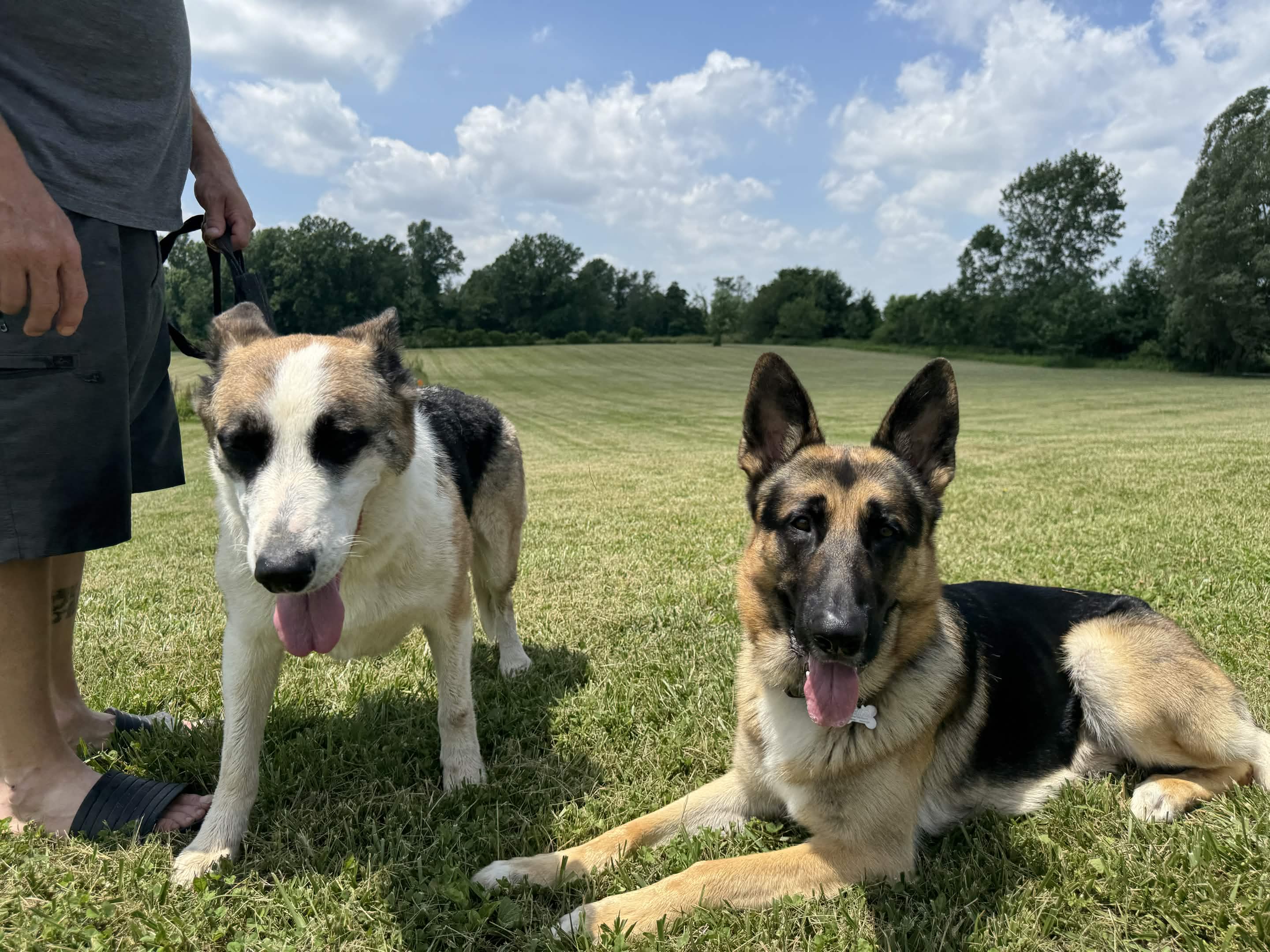 Ollie Major with his dam Anna at Patriot K9 Command.