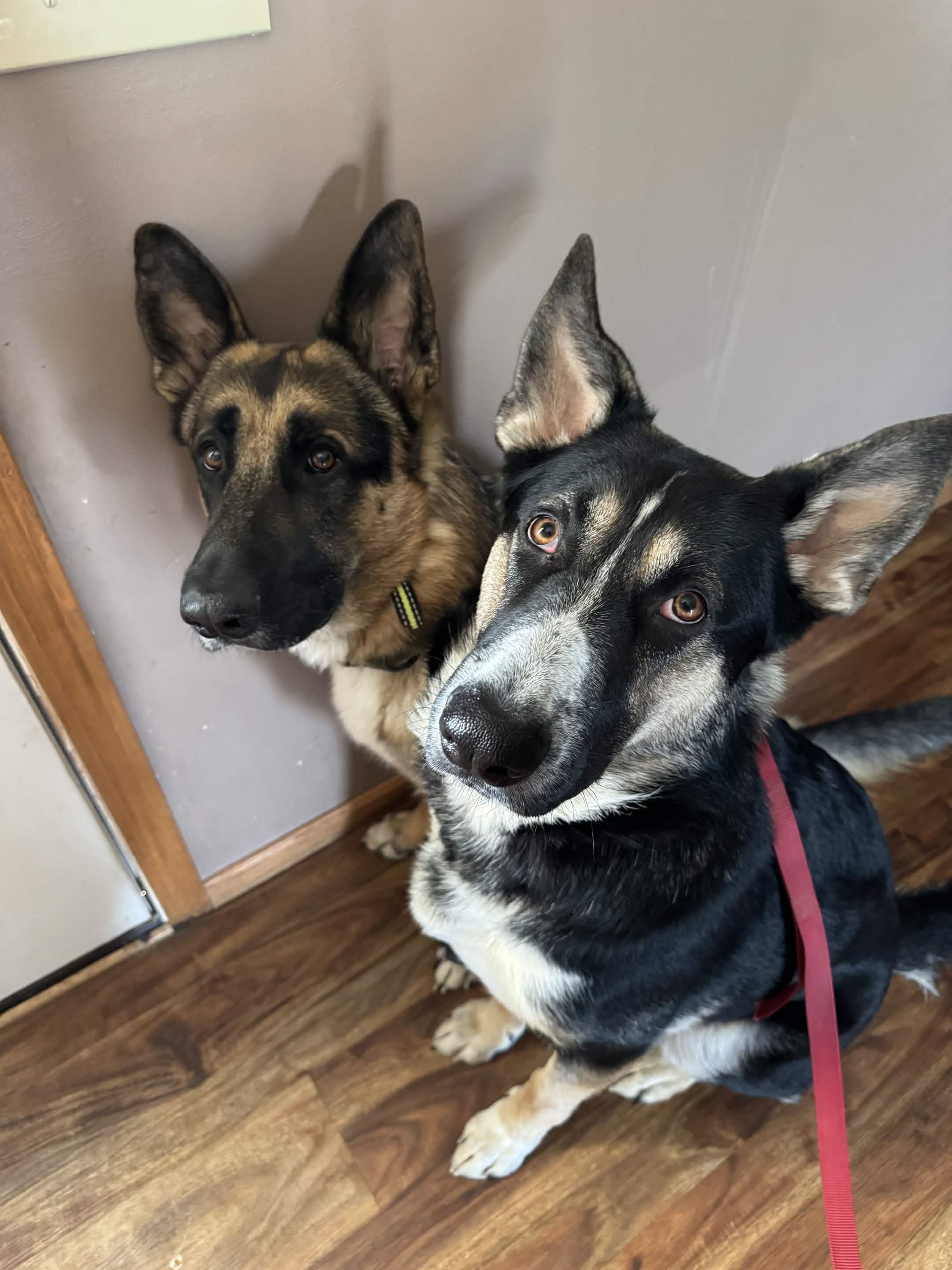 Calm structured companion dogs